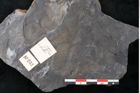 Foto (Detailansicht) von Flabellaria sublongirhachis Ettingshausen (NHMW-GEO-2024-0188-10232)